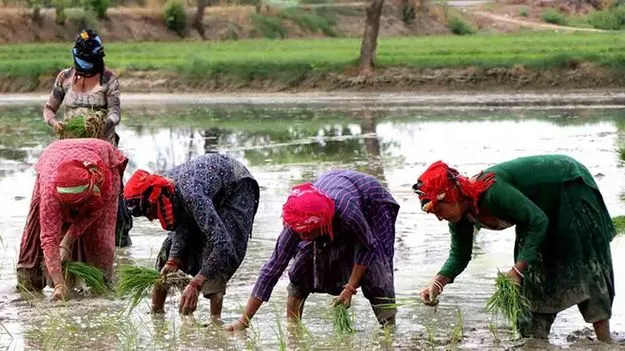 సేద్యం.. సమరం.. మహిళ!