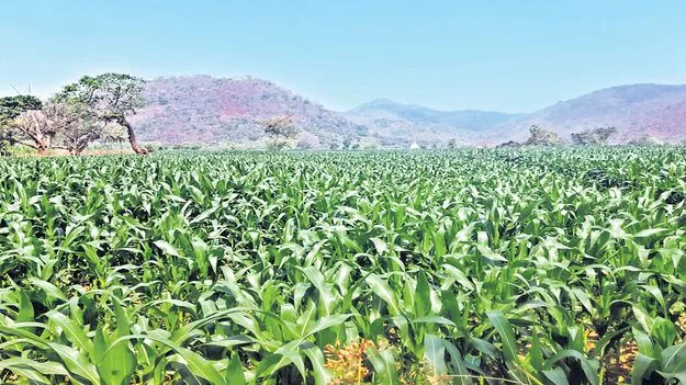  అపరాలకు స్వస్తి... మొక్కజొన్నపై ఆసక్తి