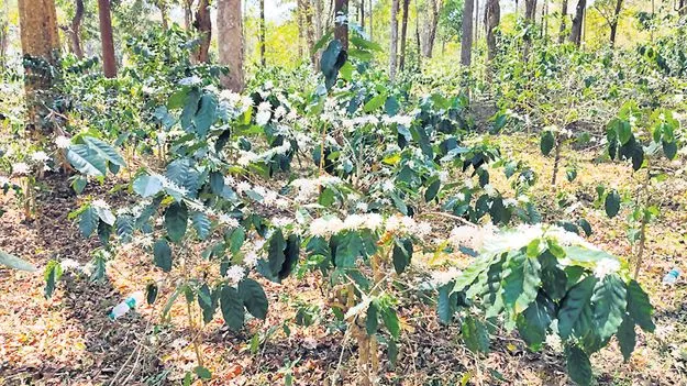 విరబూసిన కాఫీ పూలు