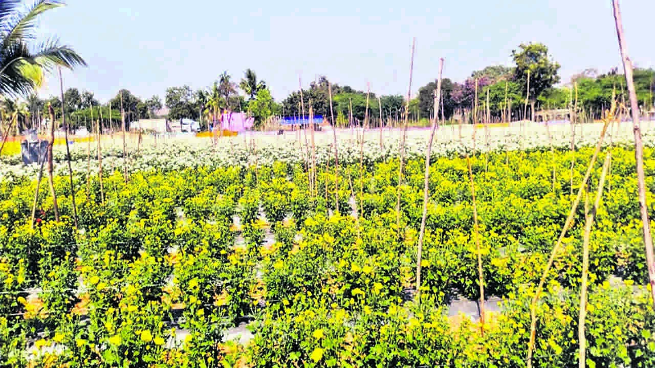 CROP: విస్తారంగా చామంతి సాగు