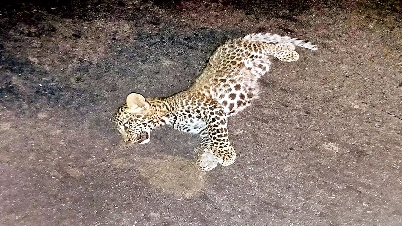    వాహనం ఢీకొని పులి పిల్ల మృతి