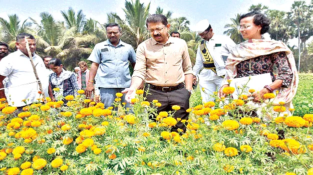ఉద్యాన పంటల సాగుపై దృష్టి సారించాలి 