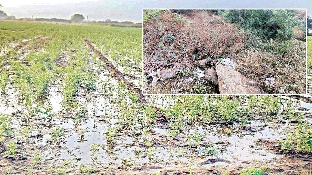 దెబ్బతిన్న కేసీ కాలువ లైనింగ్‌