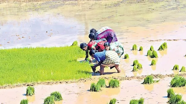 జయహో గిరి మహిళ! 