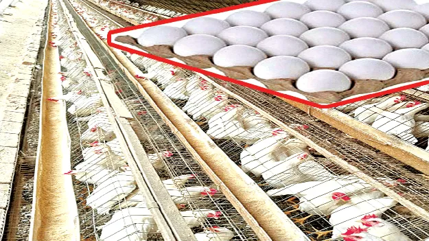 ‘ఫౌల్ర్టీ’కి గడ్డుకాలం