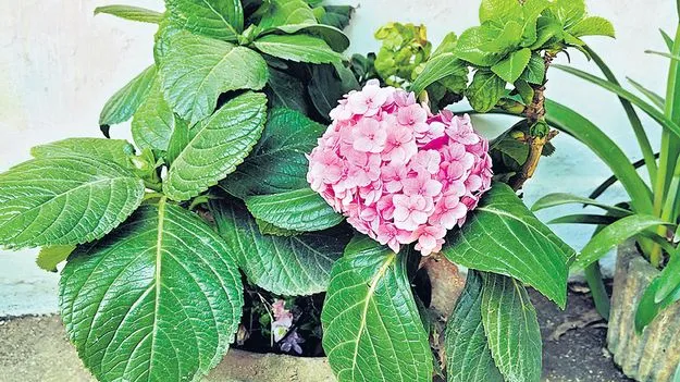 అరుదైన పుష్పం కనువిందు