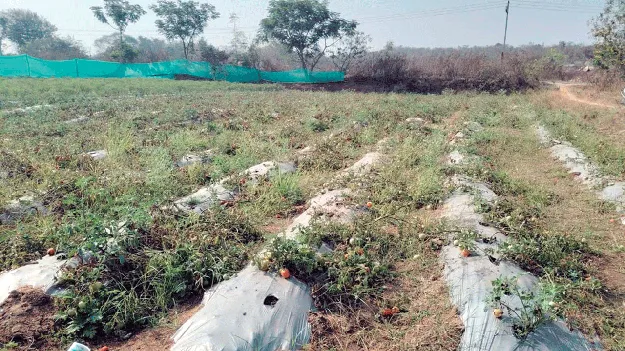  తల్లడిల్లుతున్న టమాట రైతు 