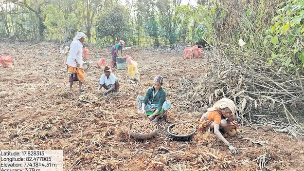 వినూత్న రీతిలో పసుపు ఉత్పత్తి