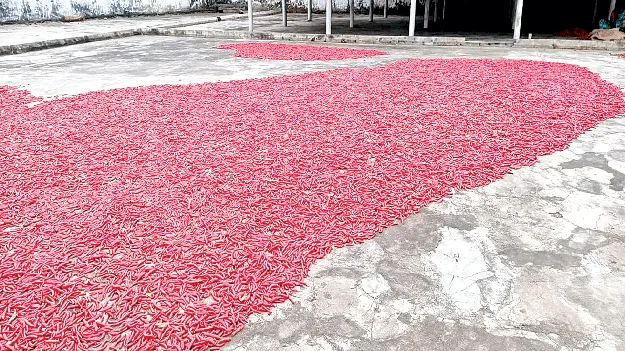 ధర భళా.. సాగు డీలా