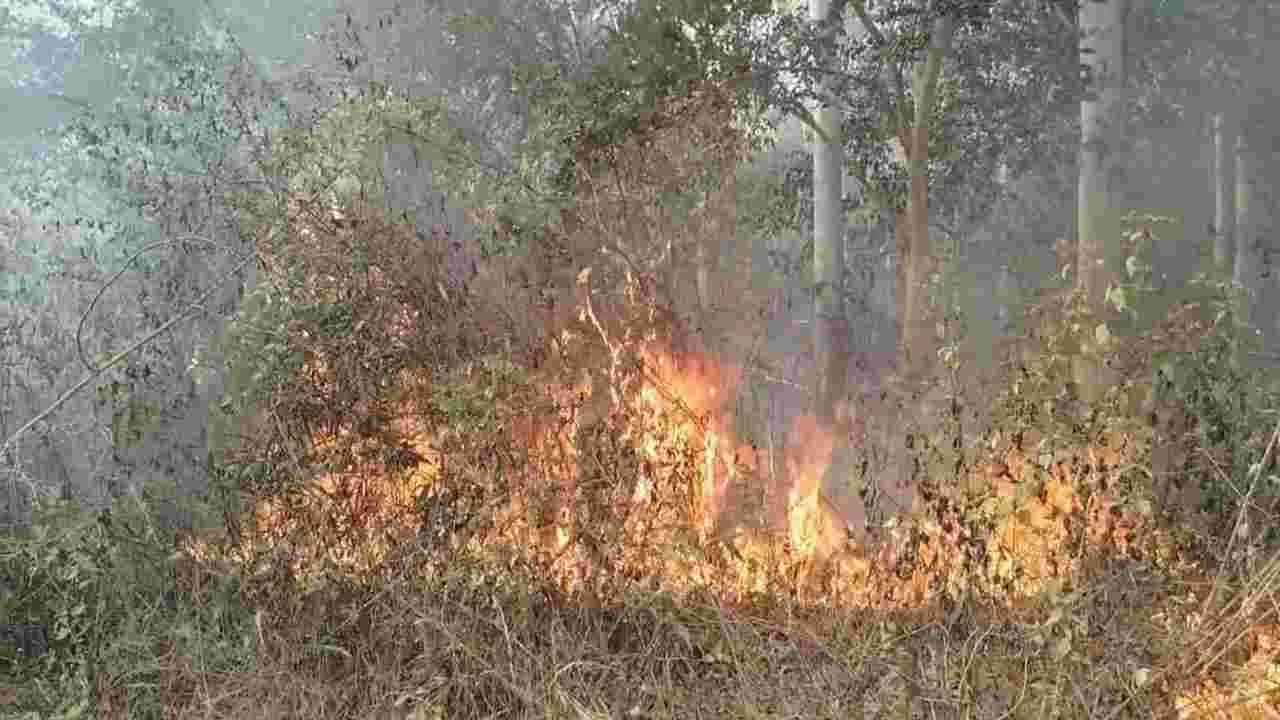 కల్యాణంపాడు జామాయిల్‌ అడవిలో మంటలు
