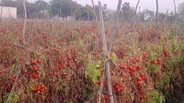 టమోటా రైతుకు ధరా ఘాతం