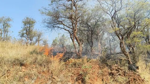 అడవులు అగ్గిపాలు