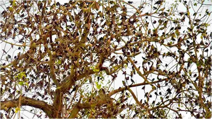 కొవ్వూరు గోపాద క్షేత్రంలో ప్రకృతి అందాల విందు