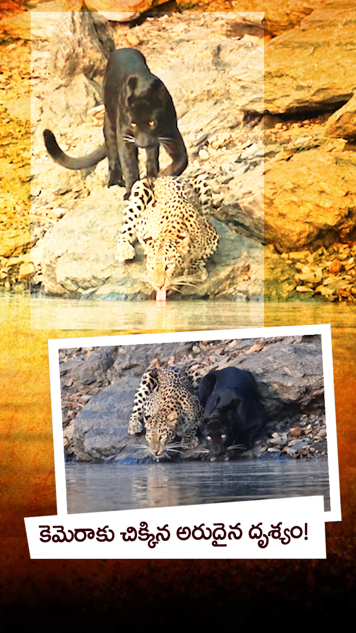 భద్రా రిజర్వ్‌లో అరుదైన దృశ్యం!