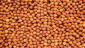 పప్పుశనగ ధరలు ఢమాల్‌.. రైతుల్లో ఆందోళన