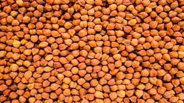 పప్పుశనగ ధరలు ఢమాల్‌.. రైతుల్లో ఆందోళన