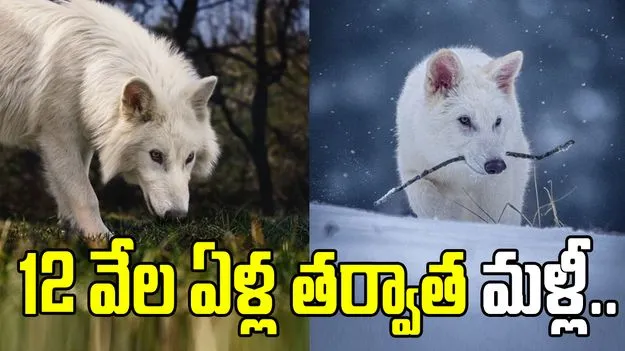 12 వేల ఏళ్ల తర్వాత మళ్లీ గుంపుగా వేటాడుతున్న డైర్ వోల్ఫ్‌లు