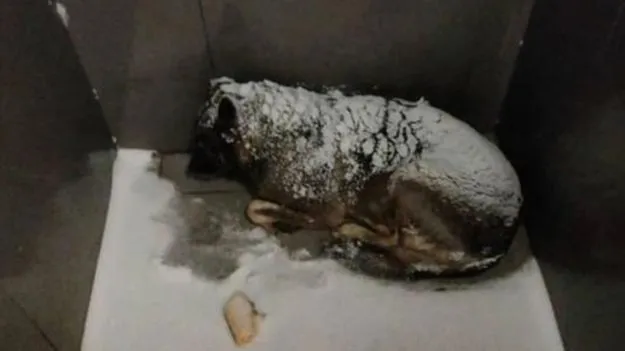 చలిలో వణుకుతున్న కుక్కకు దుప్పటి కప్పాడని జాబ్‌లోంచి తీసేశారు!