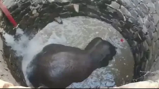 30 అడుగుల లోతు ఉన్న బావిలో పడ్డ ఏనుగు! ఎలా బయటకు తీశారంటే..