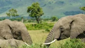 తిరుపతి జిల్లాలో విషాదం.. వేటగాళ్ల ఉచ్చులో చిక్కి రెండు ఏనుగులు మృతి