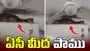 ఏసీ మీద  7 అడుగుల పాము.. దానికి కూడా చల్లదనం కావాలిగా.. 