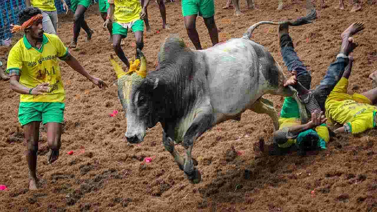 జల్లికట్టులో విషాదం.. పలువురి మృతి