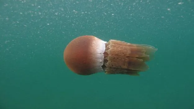 వామ్మో.. ఇలాంటి జీవులూ నిద్రపోతాయా!