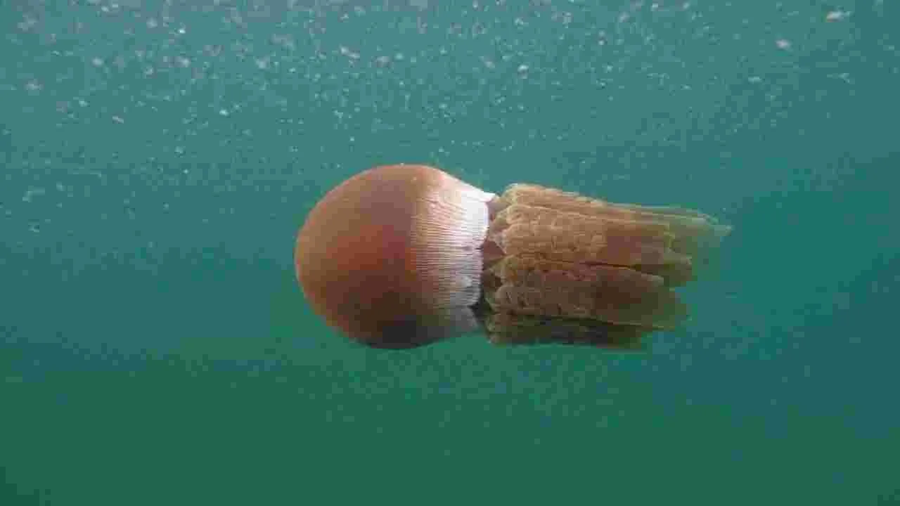 వామ్మో.. ఇలాంటి జీవులూ నిద్రపోతాయా!