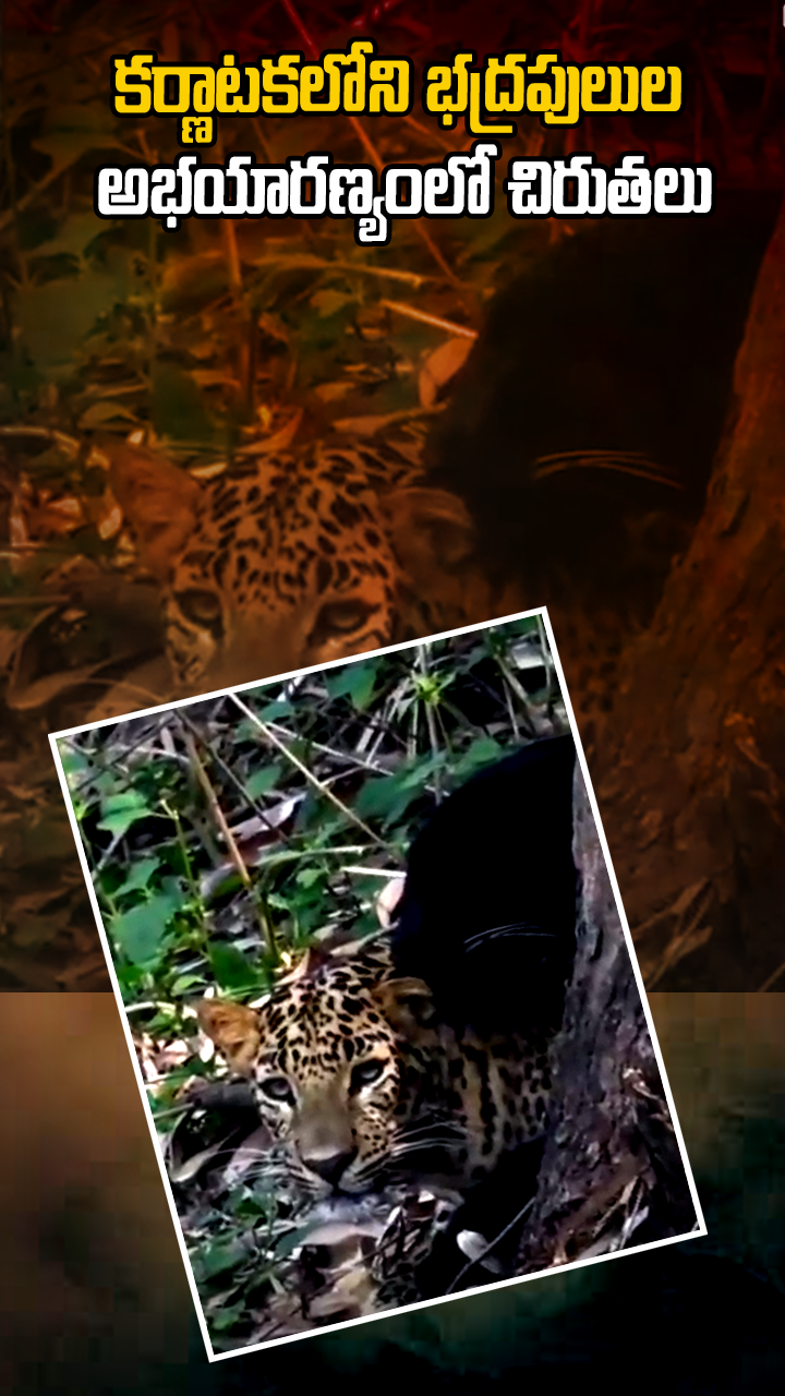 కర్ణాటకలోని భద్రపులుల అభయారణ్యంలో చిరుతలు