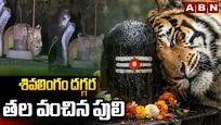 శివలింగం దగ్గర తల వంచిన పులి