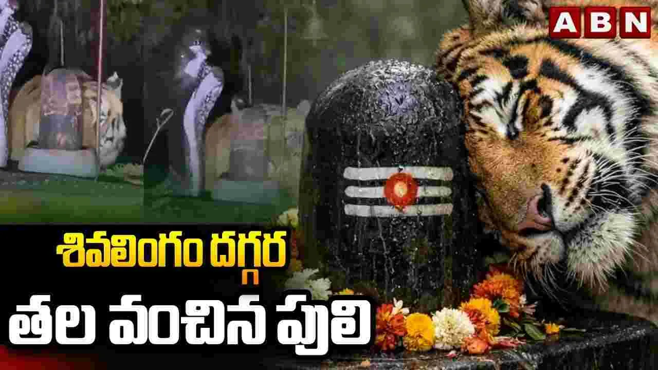 శివలింగం దగ్గర తల వంచిన పులి