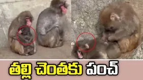 వైరల్ కోతి పిల్ల పంచ్ కథ సుఖాంతం.. అక్కునచేర్చుకున్న తల్లి