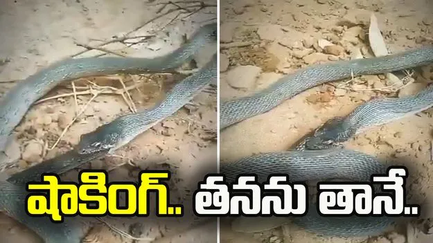 షాకింగ్.. పాములు ఇలా కూడా చేస్తాయా.. ఓ పాము తనను తానే ఎలా మింగేస్తోందో చూడండి.. 
