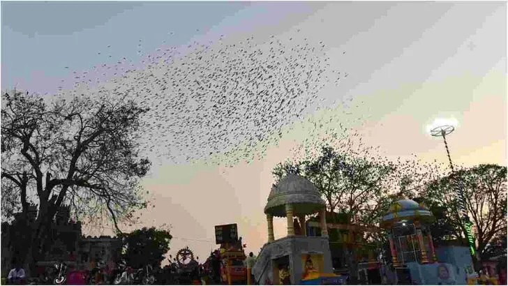 కొవ్వూరు గోపాద క్షేత్రంలో ప్రకృతి అందాల విందు