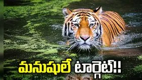 మారుతున్న పులుల స్వభావం.. మనుషులే టార్గెట్‌గా దాడులు..