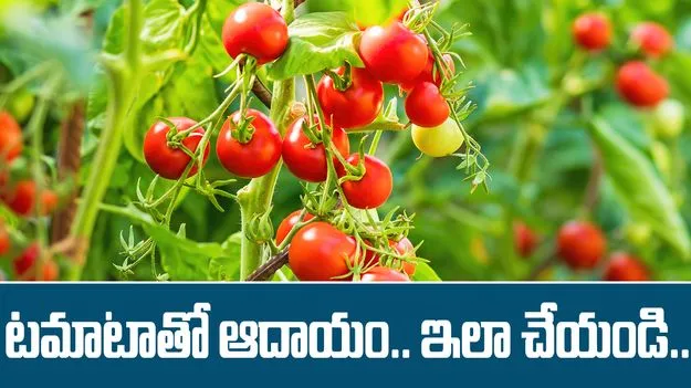 టమాటాలతో విలువ ఆధారిత ఉత్పత్తులు