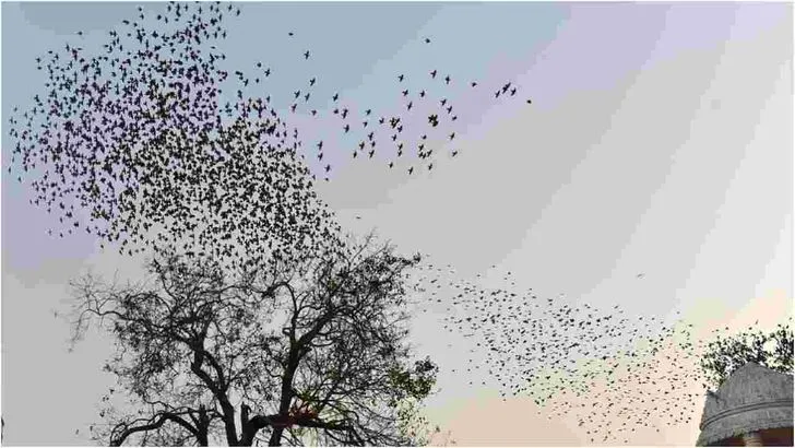 కొవ్వూరు గోపాద క్షేత్రంలో ప్రకృతి అందాల విందు