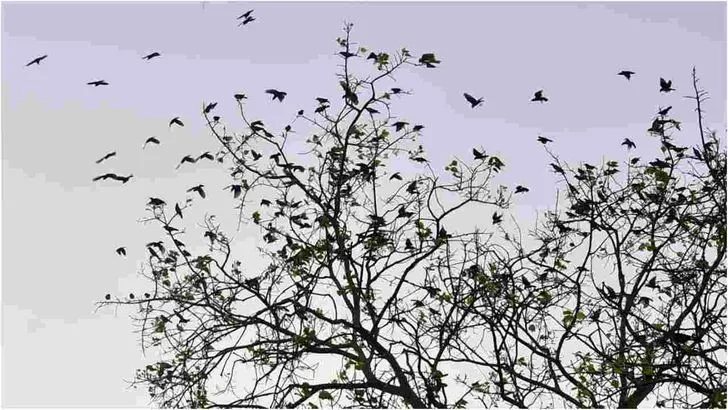 కొవ్వూరు గోపాద క్షేత్రంలో ప్రకృతి అందాల విందు