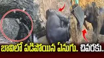 బావిలో పడిపోయిన ఏనుగు.. చివరకు ఏమైందో మీరే చూడండి.. 