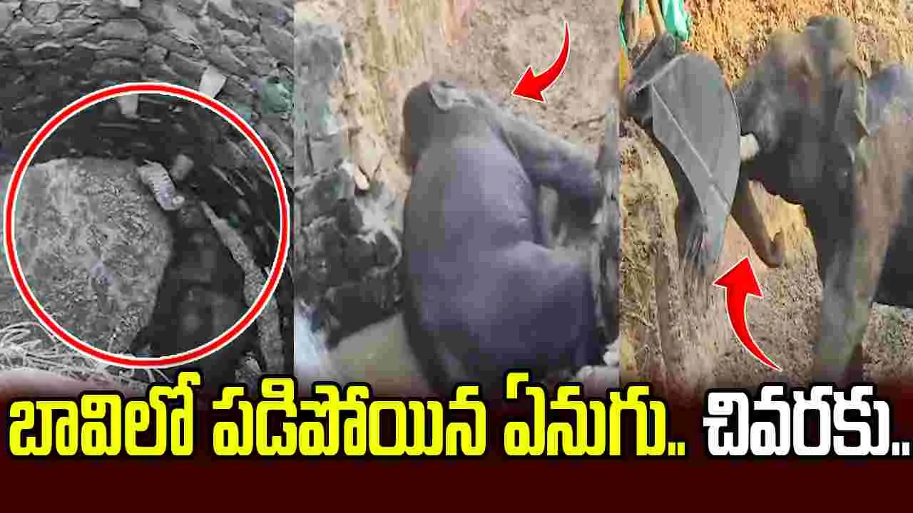 బావిలో పడిపోయిన ఏనుగు.. చివరకు ఏమైందో మీరే చూడండి.. 