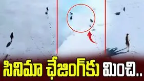 తోడేళ్లకు చుక్కలు చూపించిన కుందేలు.. బతుకుపోరాటం అంటే ఇదేనేమో.. 