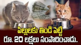 పిల్లులకు తిండి పెట్టి రూ. 20 లక్షలు సంపాదించాడు.. 