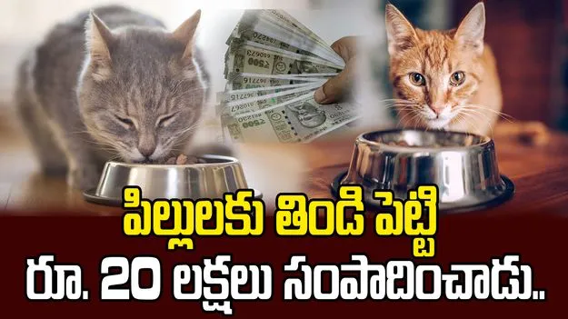 పిల్లులకు తిండి పెట్టి రూ. 20 లక్షలు సంపాదించాడు.. 