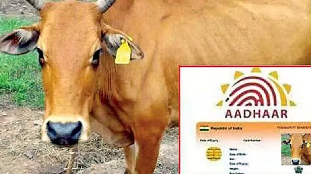 పశువులకూ ముఖ ఆధారిత గుర్తింపు!