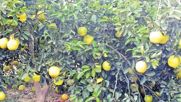 సీమ సిగన ఉద్యాన సిరి