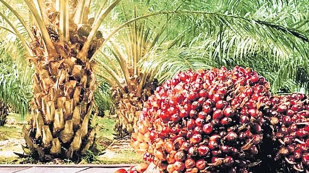 రైతు పాలిట కల్పవృక్షం ‘ఆయిల్ పామ్’