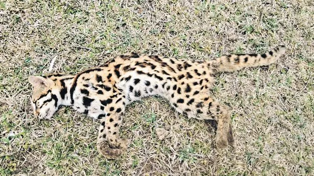 పులి పిల్ల కాదు.. పిల్లి!