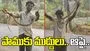 పాముకు ముద్దులు పెట్టాడు.. ప్రాణం పోయింది..