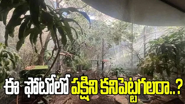 మీ దృష్టికి పరీక్ష.. ఈ పార్క్‌లో ఉన్న పక్షిని 27 సెకెన్లలో గుర్తించండి.. 