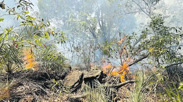 శేషాచల అడవుల్లో అగ్నిప్రమాదం